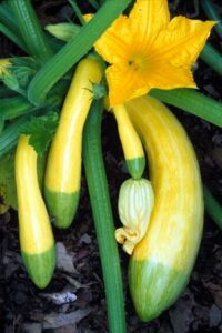Surefire Summer Squash Image
